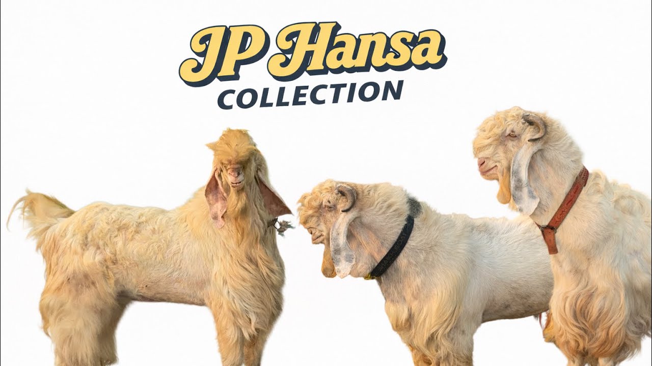 JP Hansa Collection of Al Shaikh Goat Resort Mahapoli