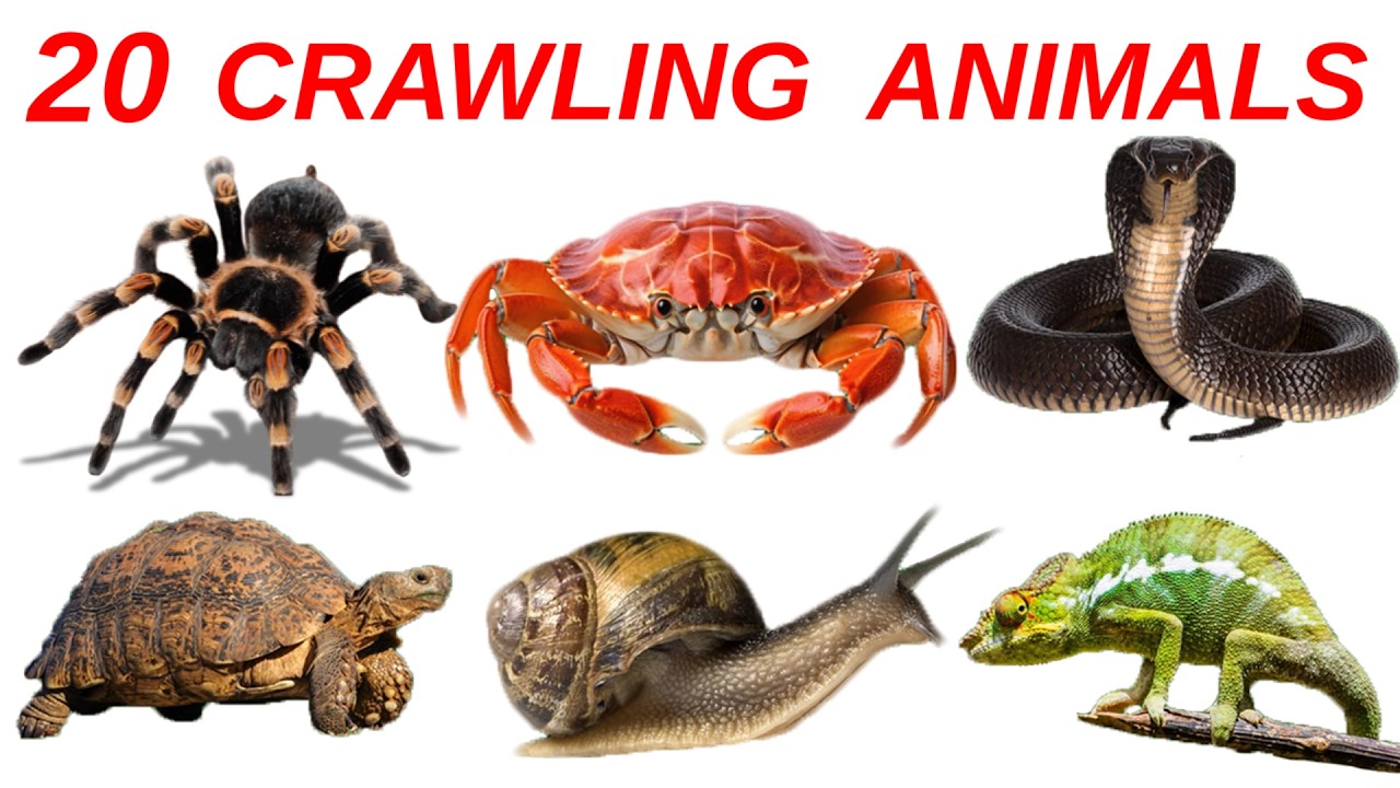 Crawling Animals Name, Wild Animals Name, Fruits Name, Dry Fruits Name, Flowers Name for kids
