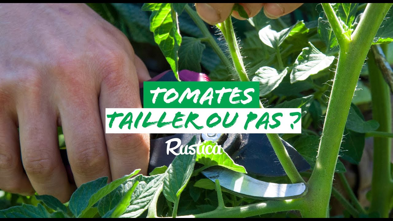 Gourmands de tomate, les tailler ou pas ?