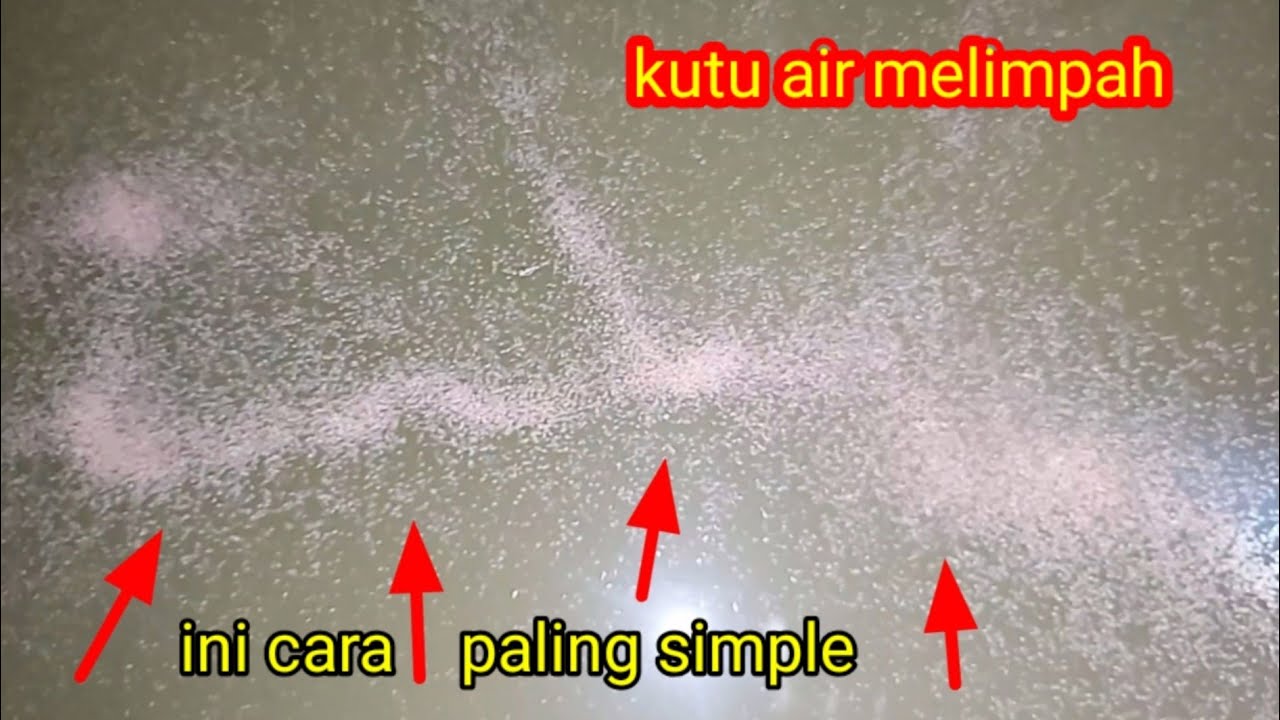 viralkan..! ternak kutu air ~ditemukan cara paling simple anti gagal...