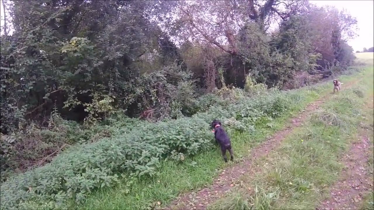 Chasse aux faisans dans le Finistère, 02/10/2025