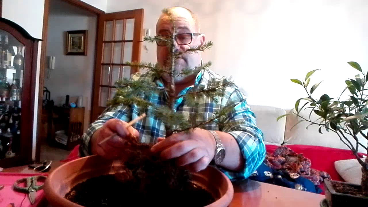 Picea Glauca.  Trasplante