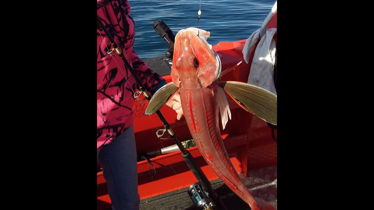 Gurnard For Tea