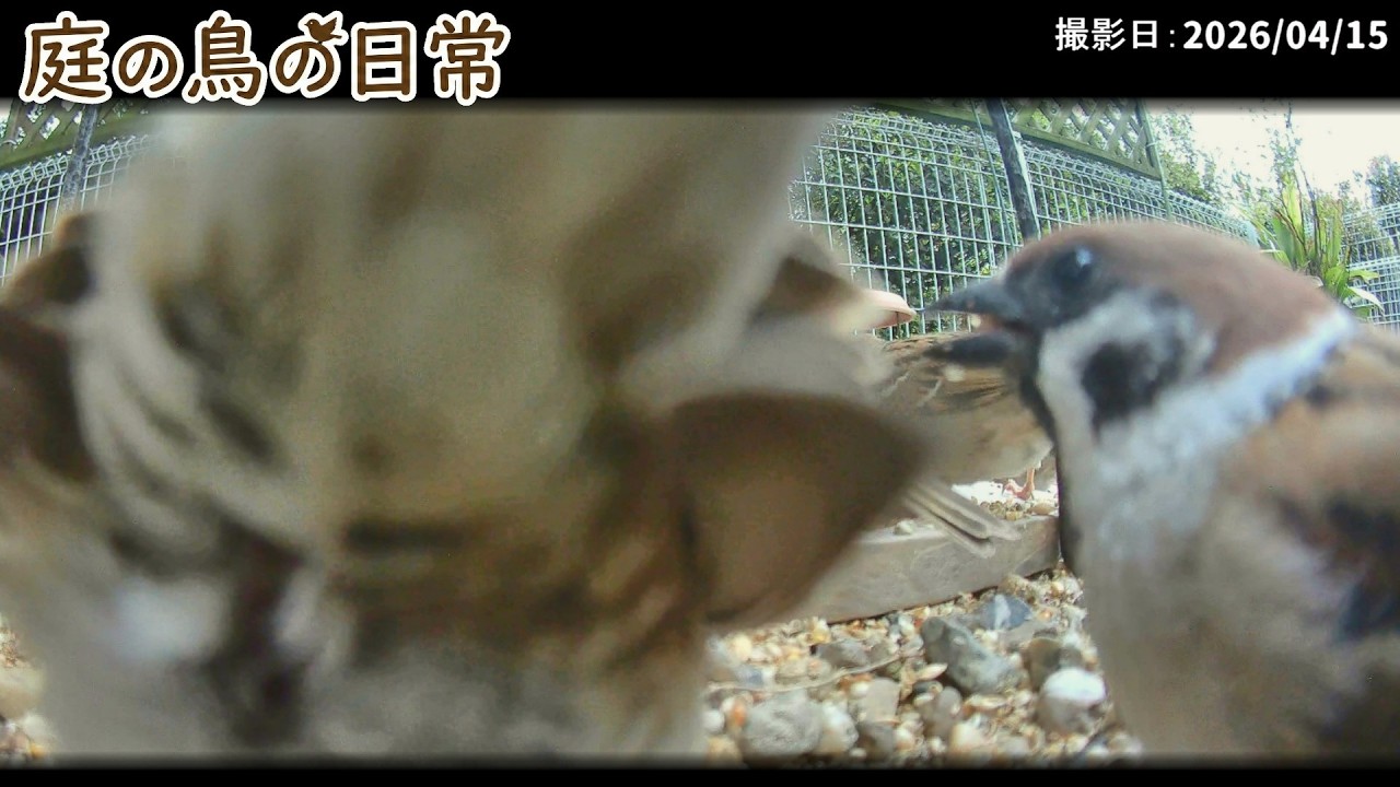 【庭の鳥の日常】(26,04,15) 変わらぬ日常が、幸せなんです