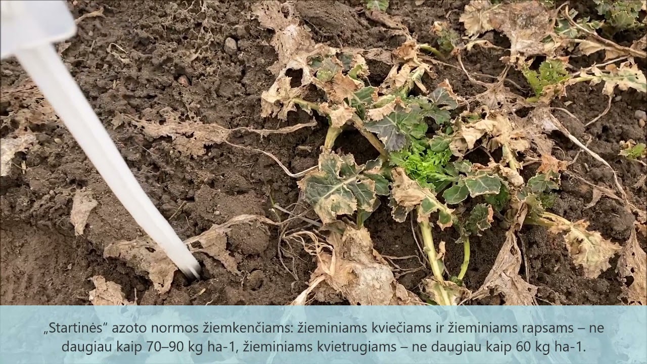 Pirmasis žiemkenčių tręšimas