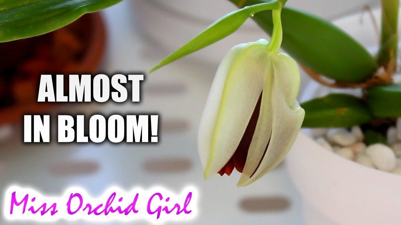 Orchids almost in bloom and some extra tips