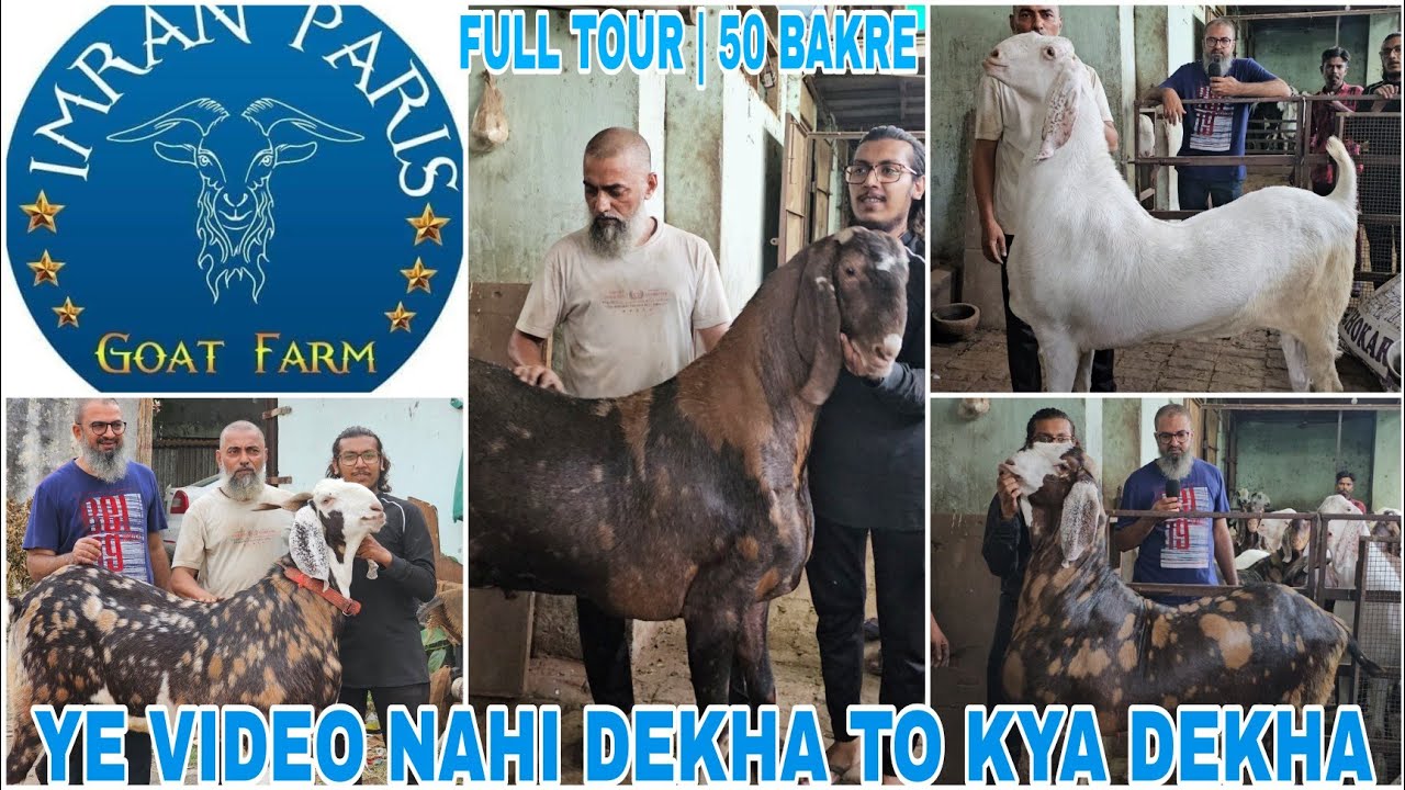 TOP 50 GOAT |IMRAN BHAI PARIS GOAT FARM FULL TOUR | 150 KG + BAKRE SAB EK SATH | RANDER, SURAT