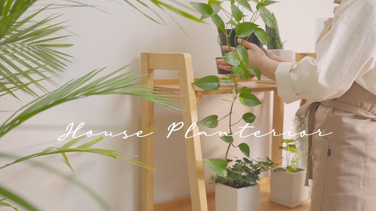 Комнатное растение интерьер 🌿 Советы по выращиванию растений в домашних условиях