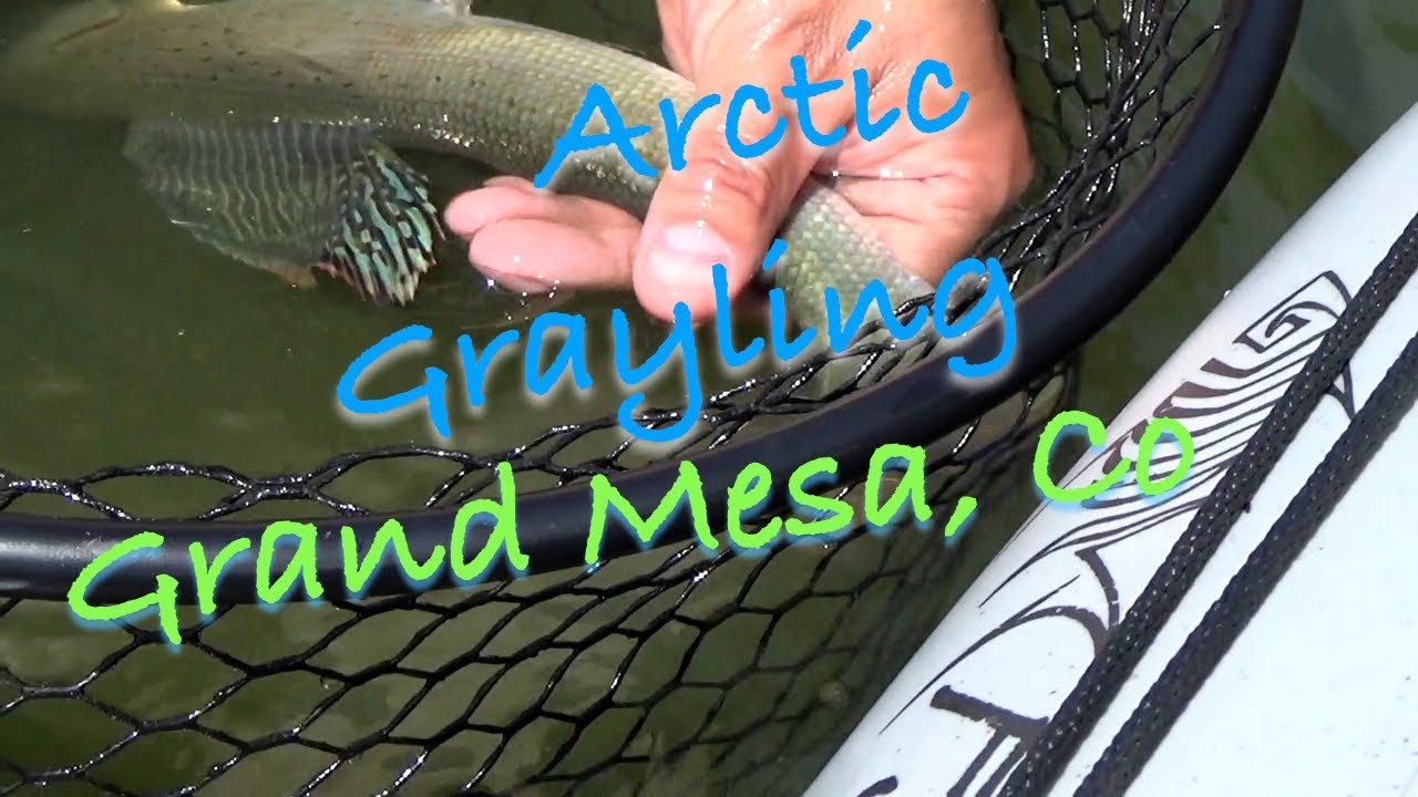 Arctic Grayling on The Grand Mesa
