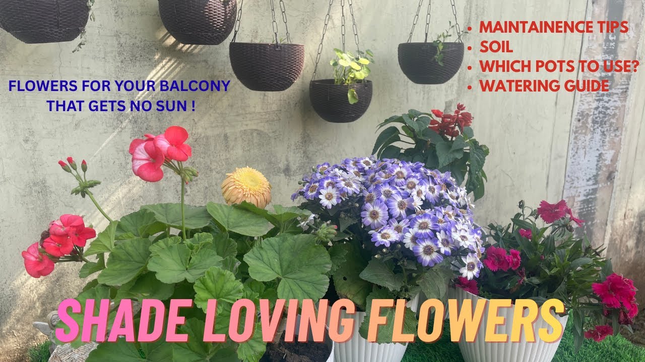 Which flowers can be grown in shade? 🌼 Best choices for balconies that get no sun 🌞 