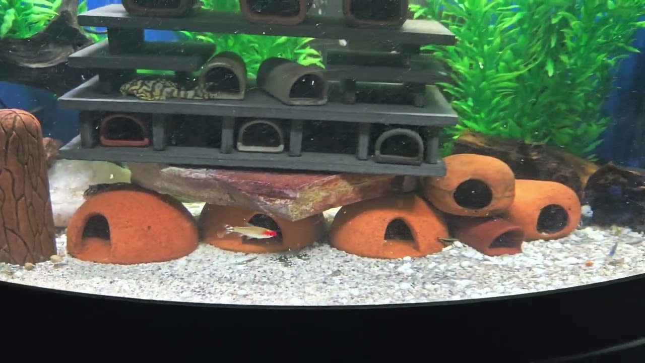 Super white L236 pleco fish successful breeding in aquarium tank !!!