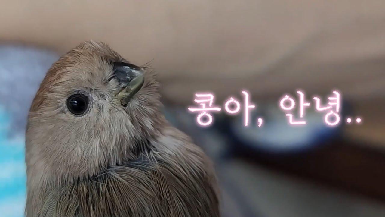 가족과도 같았던 아기새, 뱁새 콩이와의 못다한 이야기를 추억하며.. [진구마TV]