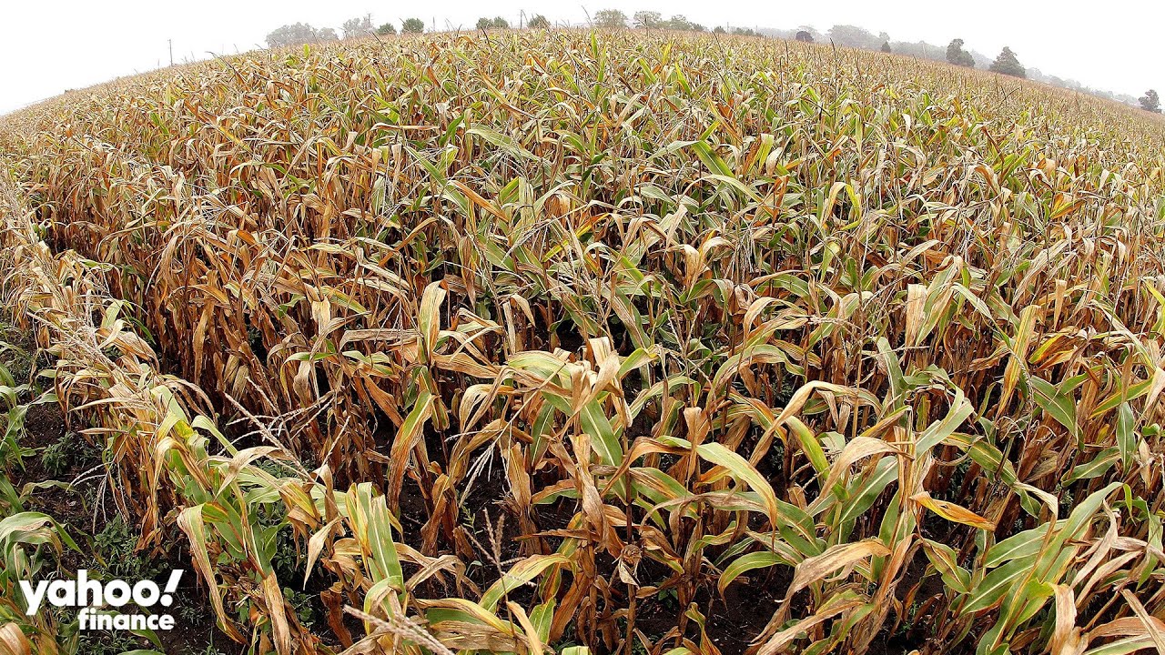 Corn and soybean prices surge near record highs