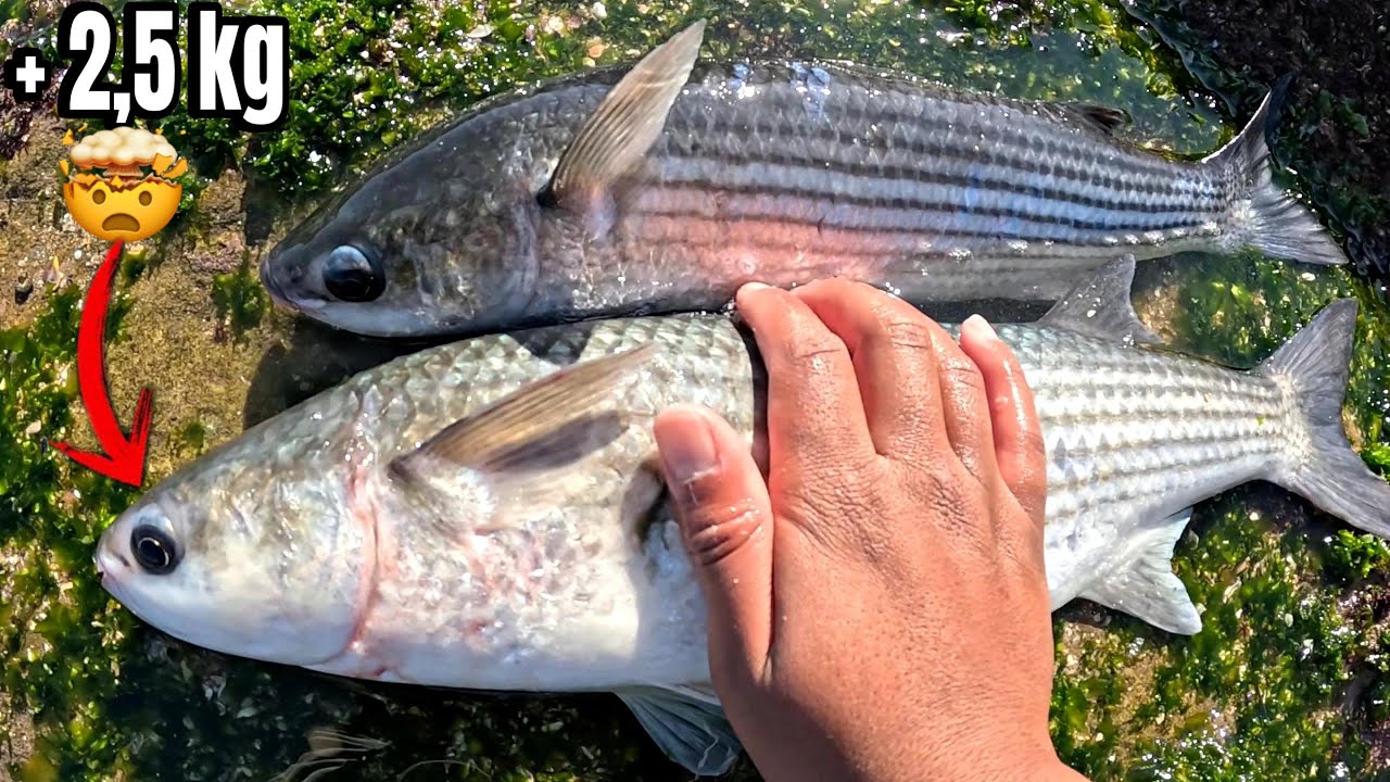 تمكنت من صيد أكبر سمكة بوري ، بعد صبر طويل ، وكانت اللقطة على المباشر 🎣 MULLET FISHING