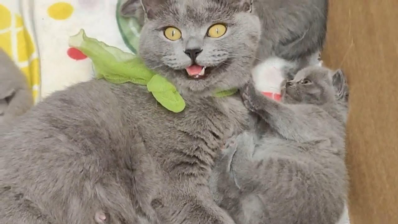 Yavru Kedilerle G&uuml;l&uuml;mse😁😺 | Kedilerle Şarkı, Bilmece Atas&ouml;zleri, Deyimler ve Fıkralar!