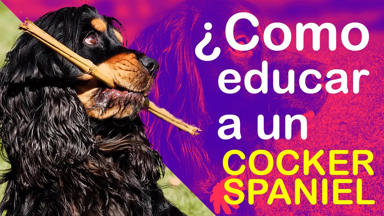 COMO EDUCAR A UN COCKER SPANIEL