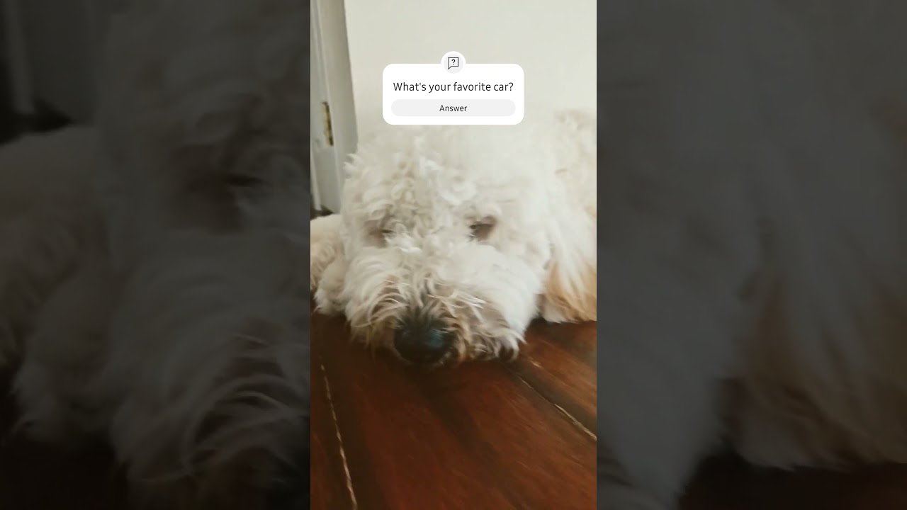 #adorable #olliecat62502 #adorabledog #dog #ollieandfriends #cutedog #olly #dogbreeds