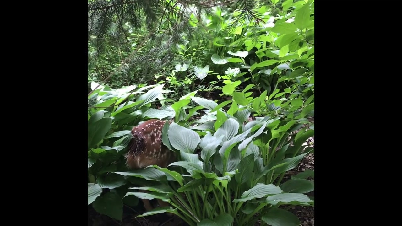 Fawn Rescue