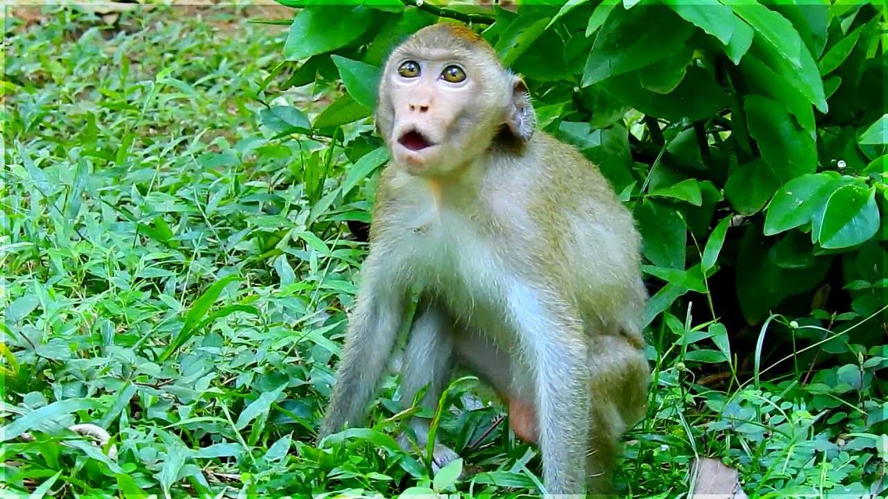 Janna monkey crying request food | She is extremely hungry so pity poor