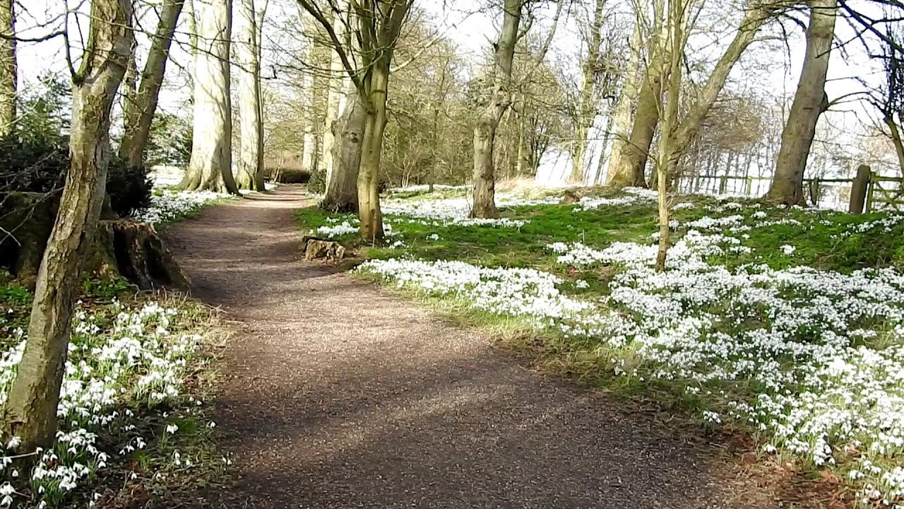 Snowdrop Time