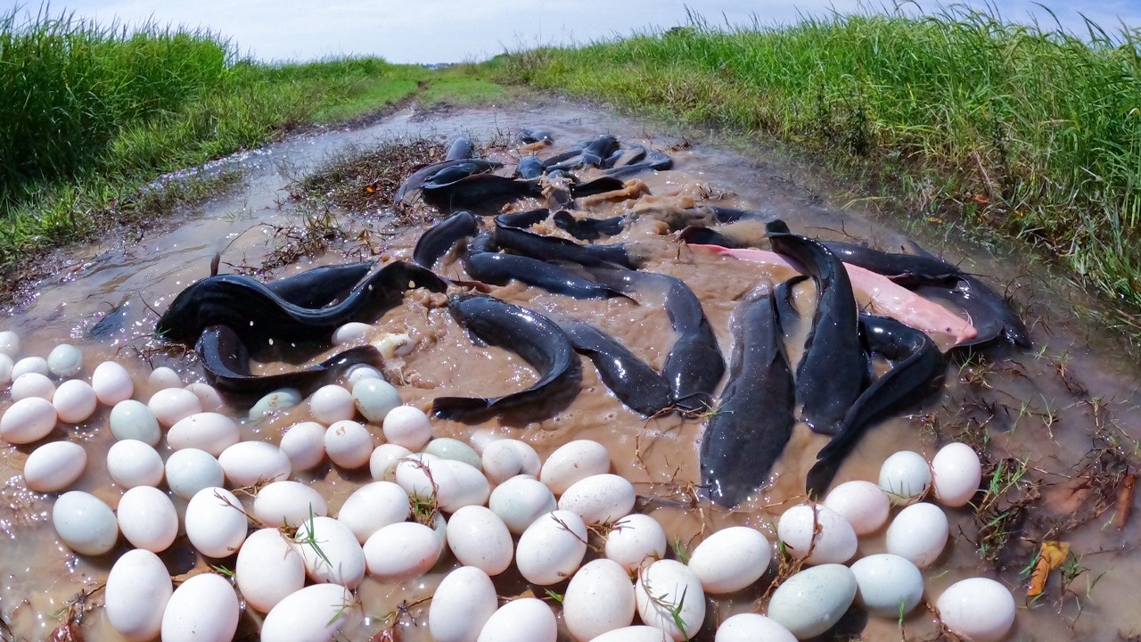 Real Village Fishing! Huge Catfish and Duck Eggs Found Together