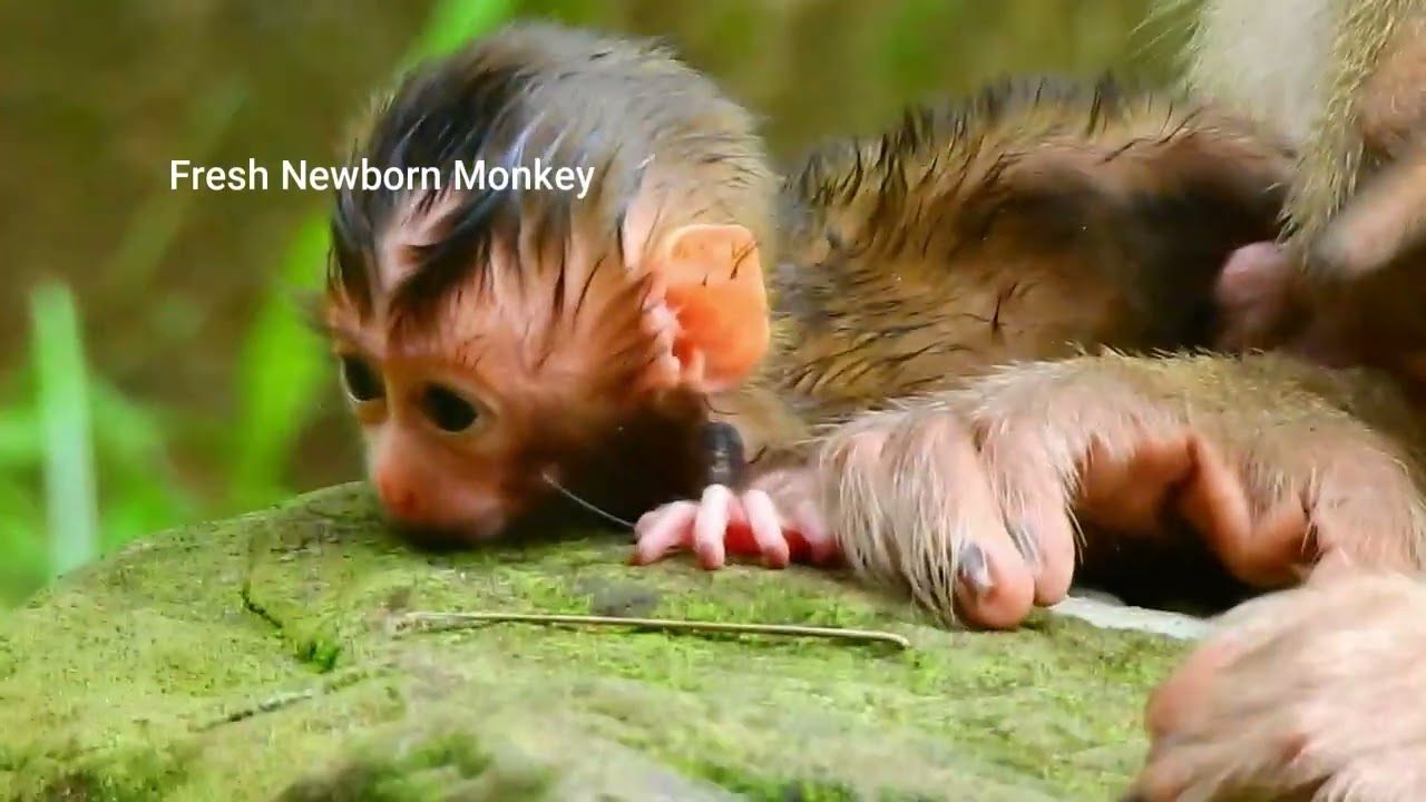 Wow wow wow cute baby monkey, Baby monkey crying, Mom weaning baby, Fresh Newborn Monkey 1662