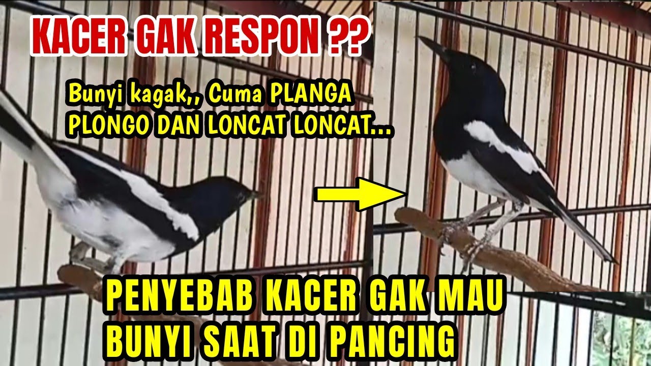 KACER BISU, GAK RESPON, LONCAT-LONCAT ?? PENYEBAB KACER GAK RESPON SAAT DI PANCING SUARA KACER LAIN