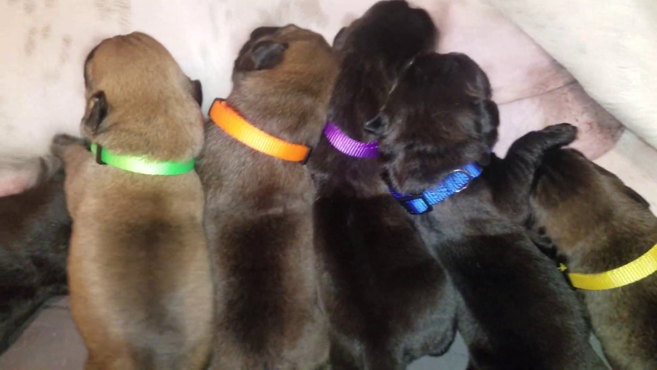 Noisy nursing puppies!