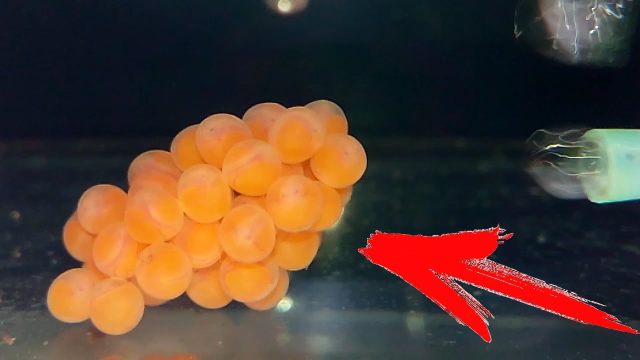 ОТ ИКРЫ ДО МАЛЬКА ЗА ОДНУ МИНУТУ!!!