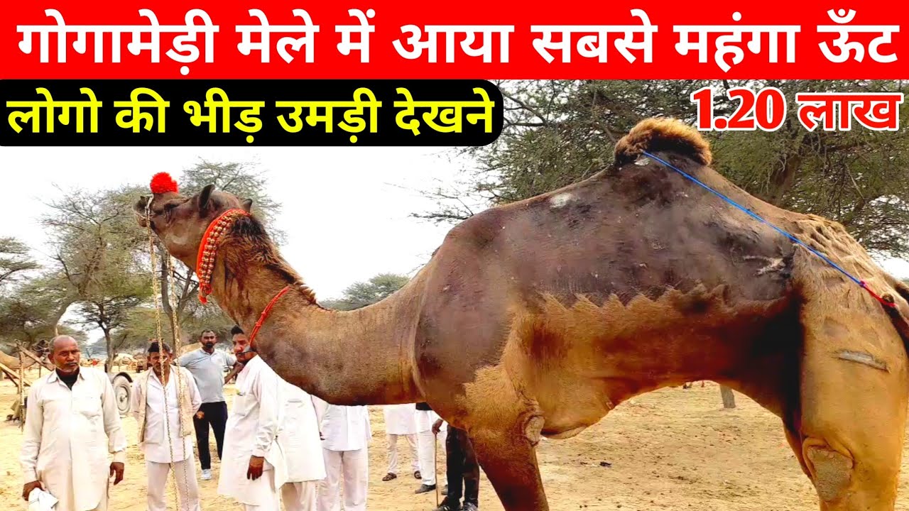 गोगामेड़ी मेले में हरियाणा से आया 1.20लाख का ऊँट || कार के बराबर दौड़ने वाला ऊँट||