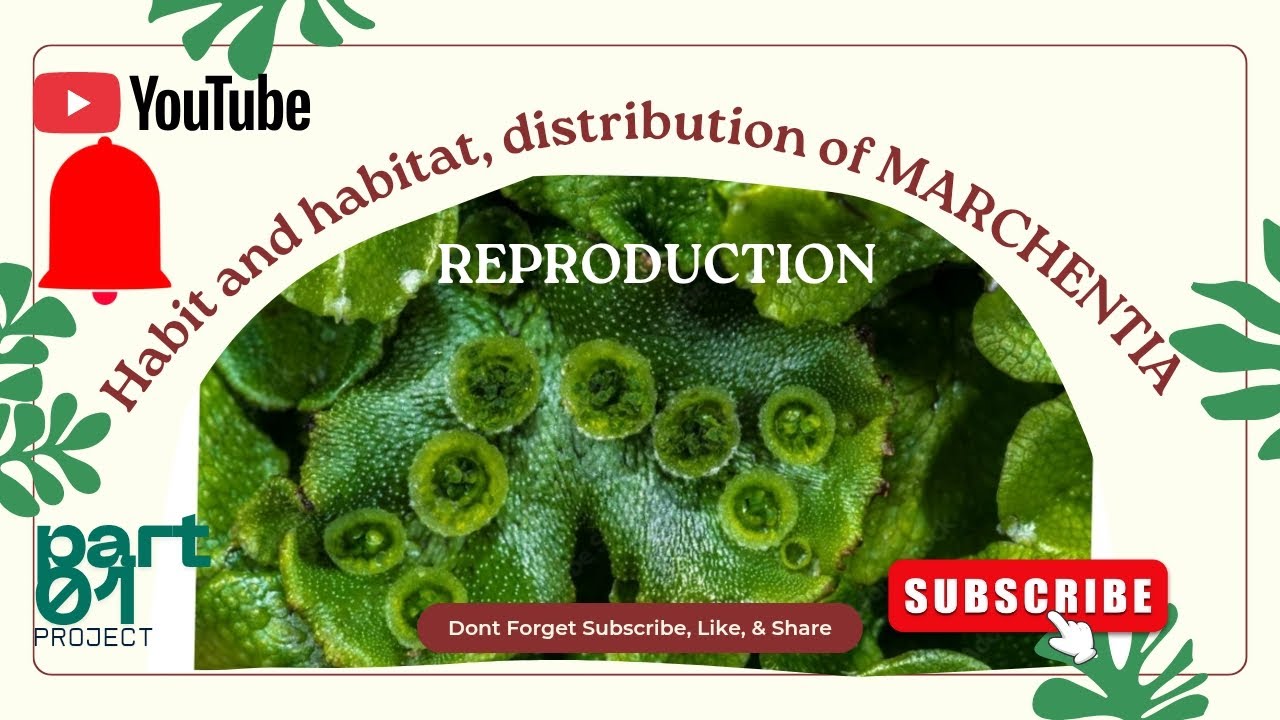 MARCHENTIA PART 01|| #BRYOPHYTA||#biology #ug #pg ||NEET.