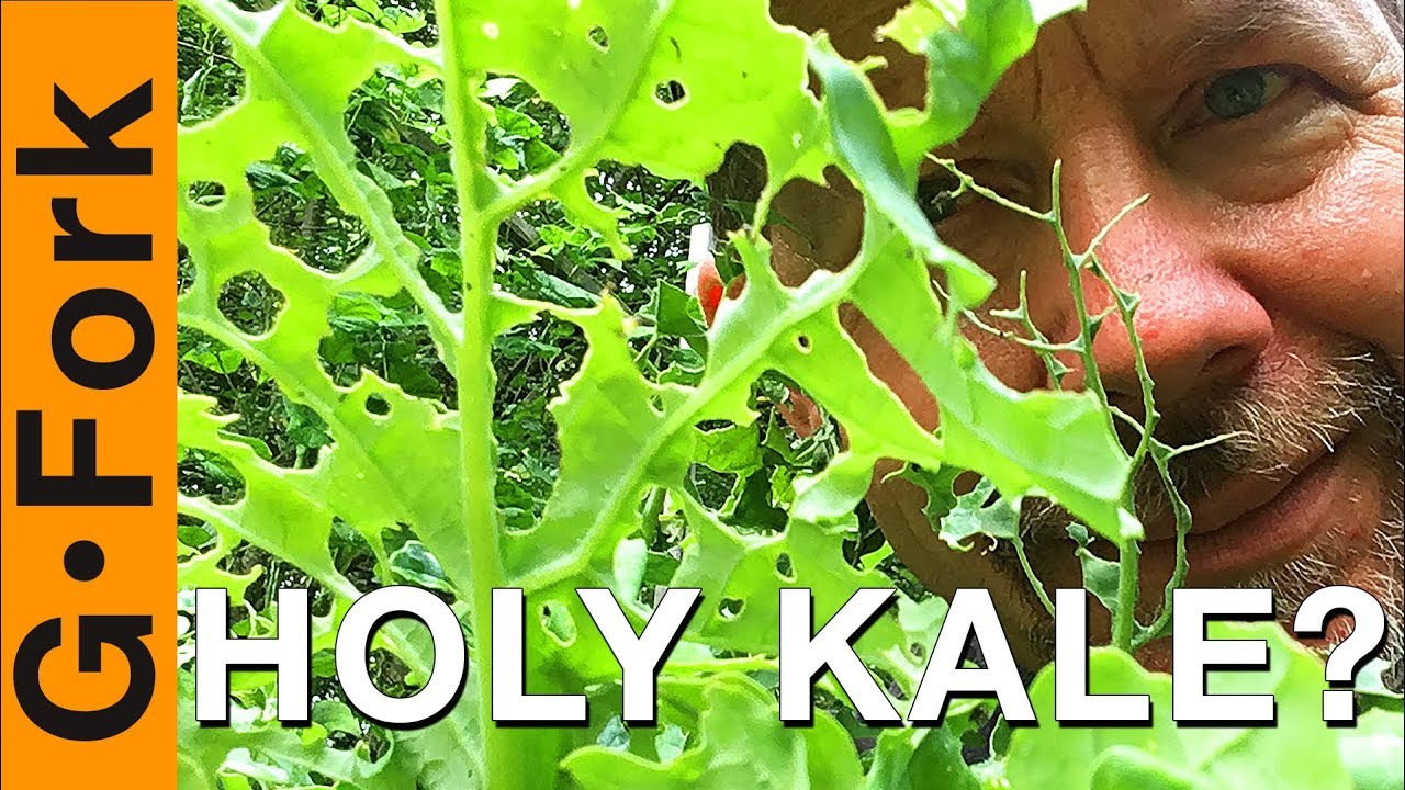 Help - What's Eating My Kale?