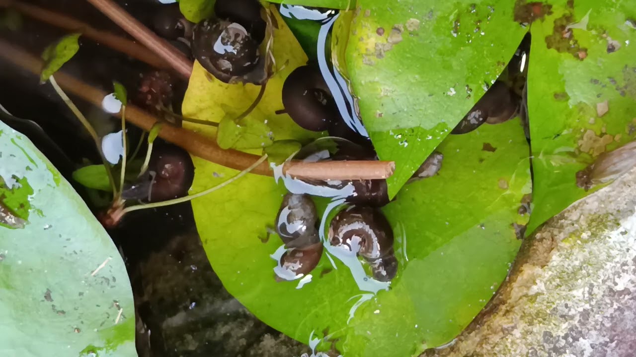 Snail moving