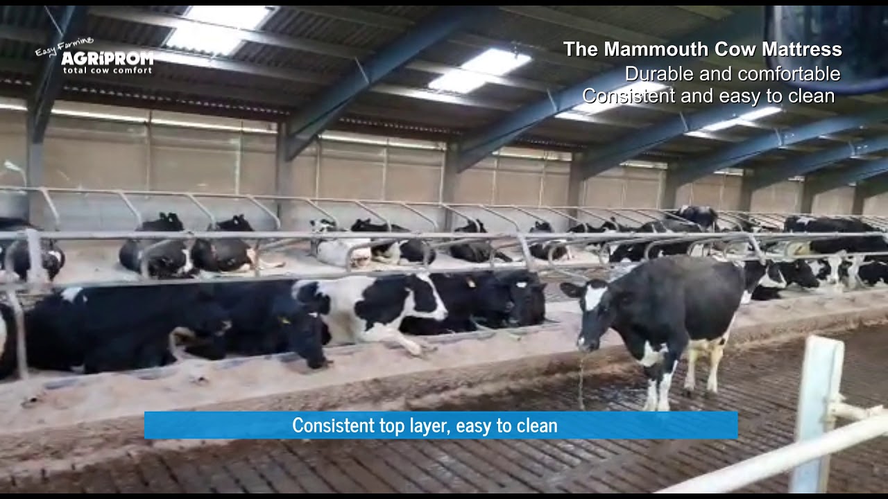 Mammouth cow mattress