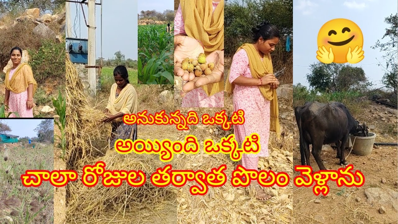 చాలా రోజుల తర్వాత పొలం వెళ్లాను# village life 🌼#vlog #viralvideos 