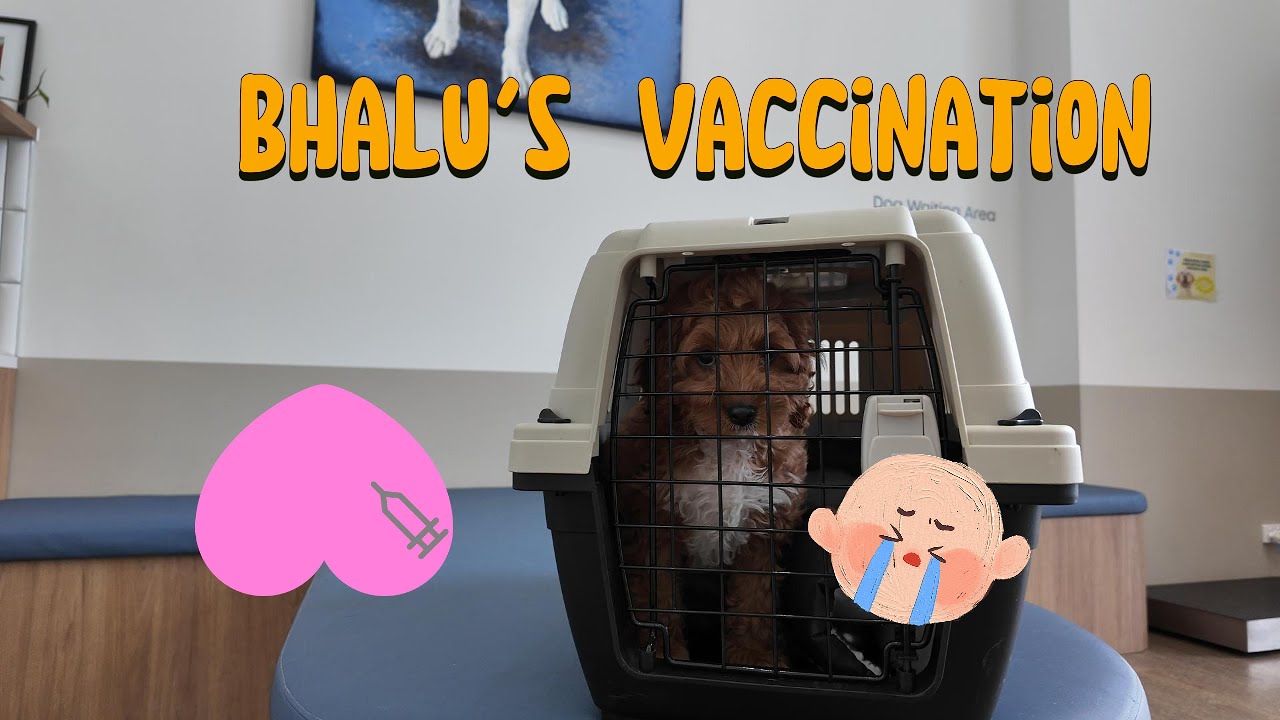Bhalu's Vaacination