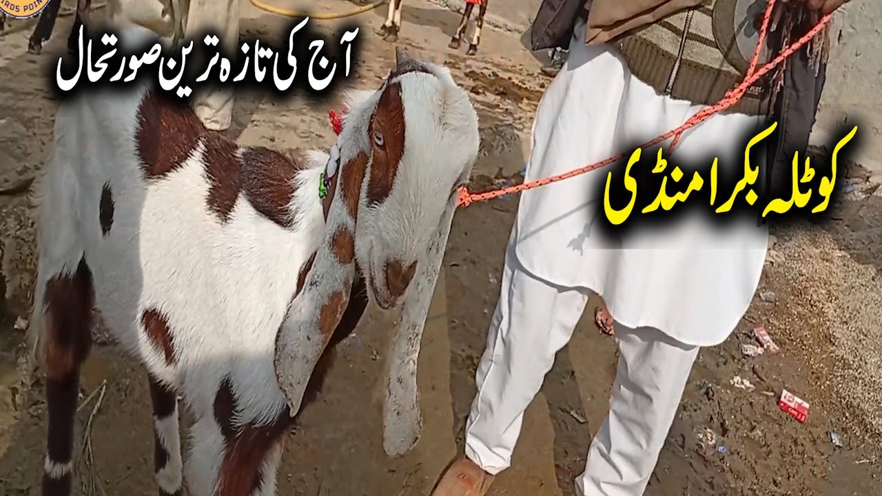Aj ki New Update Kotla Arab Ali Khan Bakra Mandi 04.January 2026