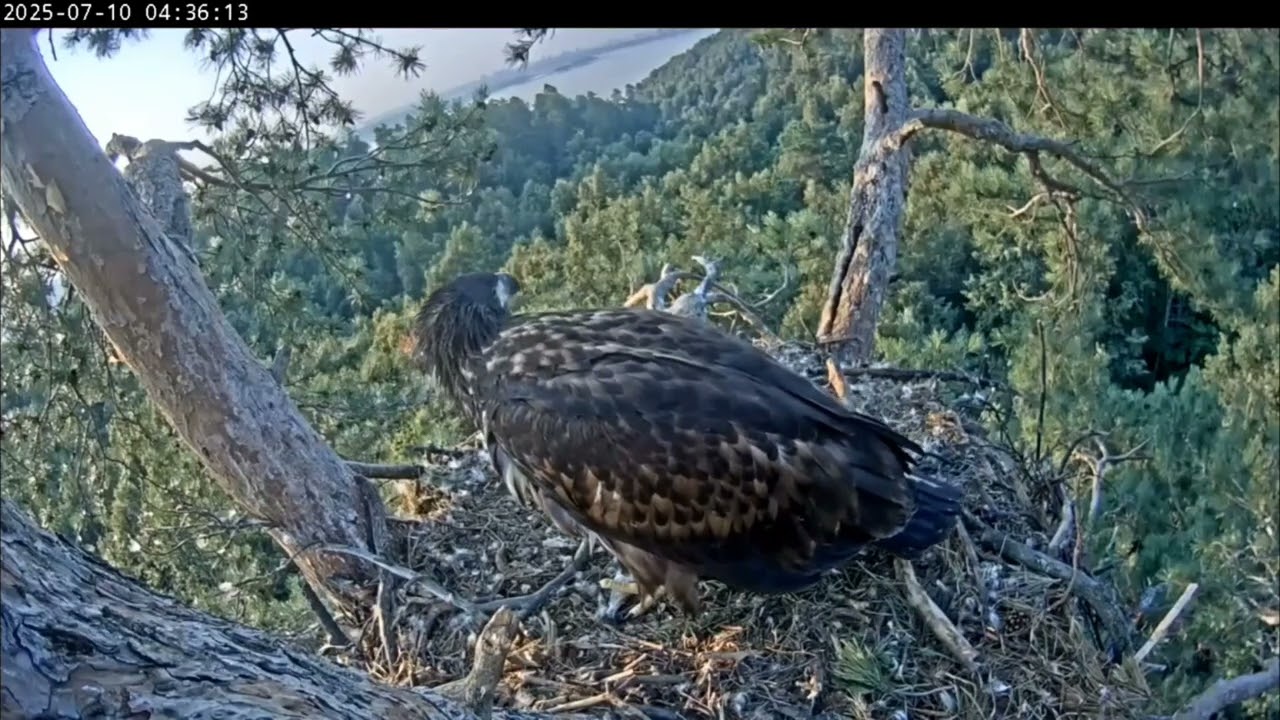10.07.2025 Камычи. Вот и Чулман с рыбкой на завтрак.
