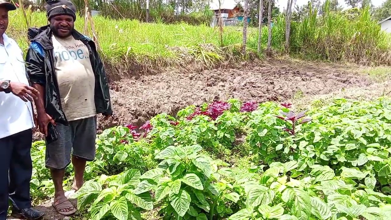 Dinas Pertanian Kabupaten Deiyai Kunjungi Kebung Sayur Bpk Awibou Adii