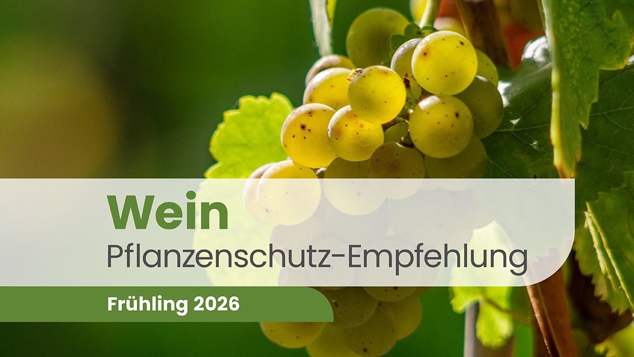 Weinbau 2026 – Pilzkrankheiten, Schädlinge & Pflanzengesundheit | Pflanzenschutz Beratung