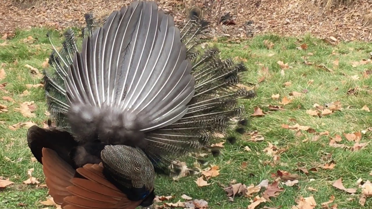 Watching male and female peacocks in the winter (read deception)