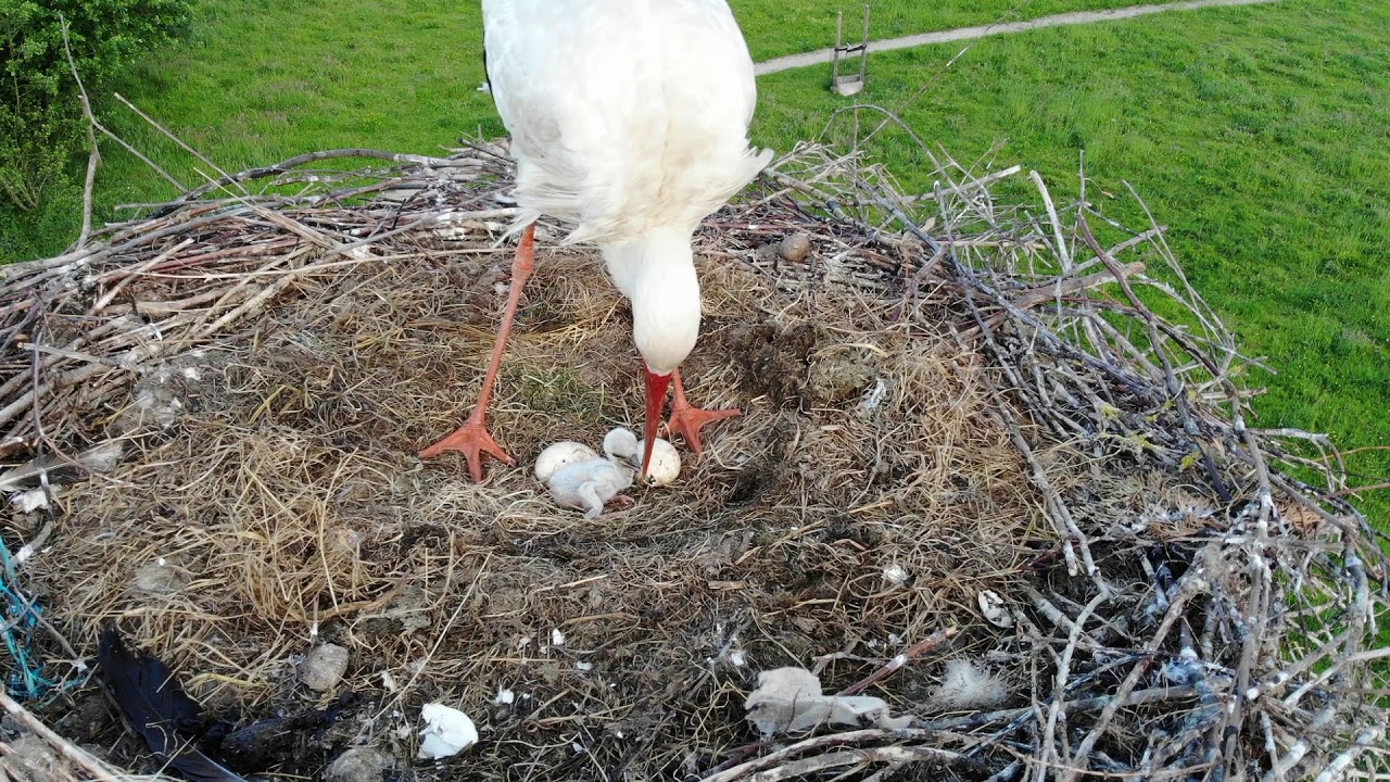 Ooievaars in Terwolde