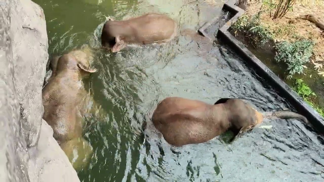 EEG - Asiatischer Elefant, Zoo Lodz, PL, Juni 25, Bullengruppe in der Innenfreianlage