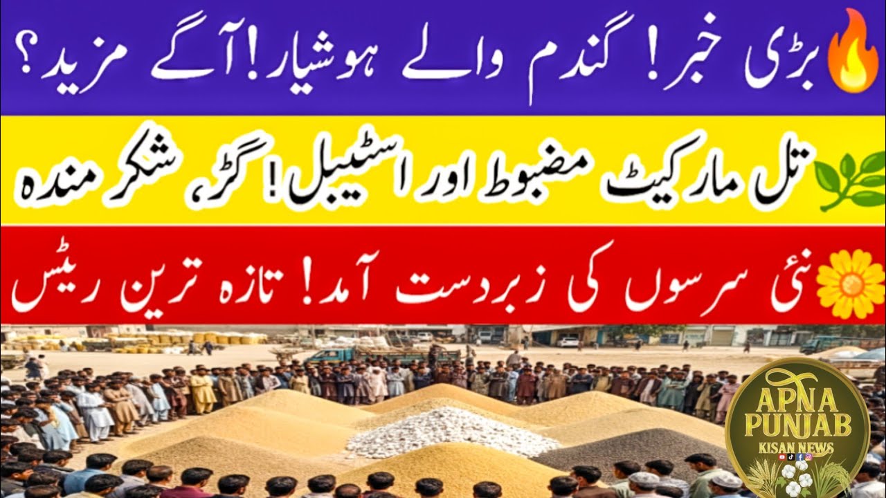 Today Wheat Price in Punjab 2026 // Munji, Maize, Till, Sarson // Galla Mandi Rate Today // 
