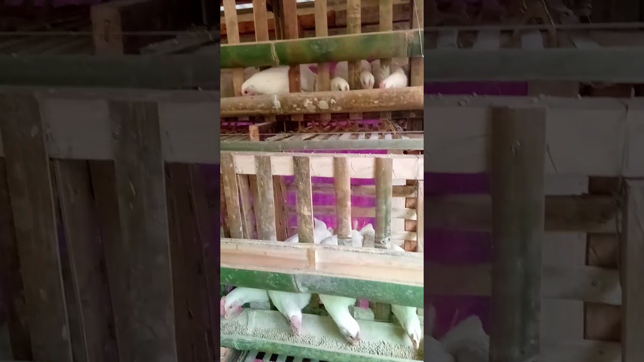 Layer Chicken Using Bamboo Cage