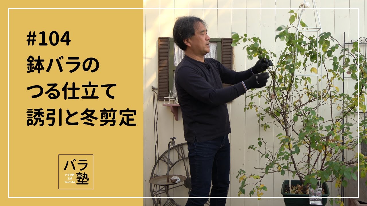 #104 鉢バラのつる仕立て 誘引と剪定