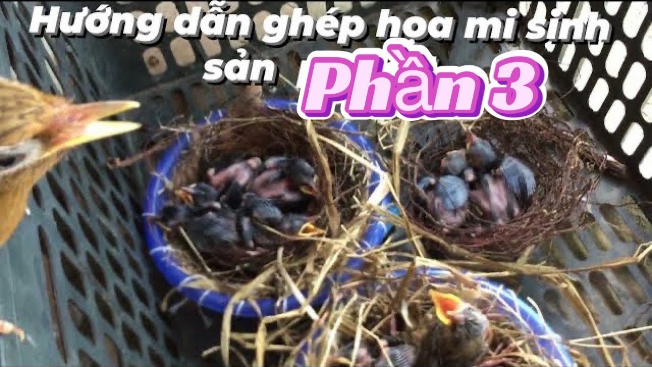Hướng dẫn ghép hoạ mi sinh sản / kinh nghiệm bản thân trải qua / phần 3 || Trại chim cảnh BG
