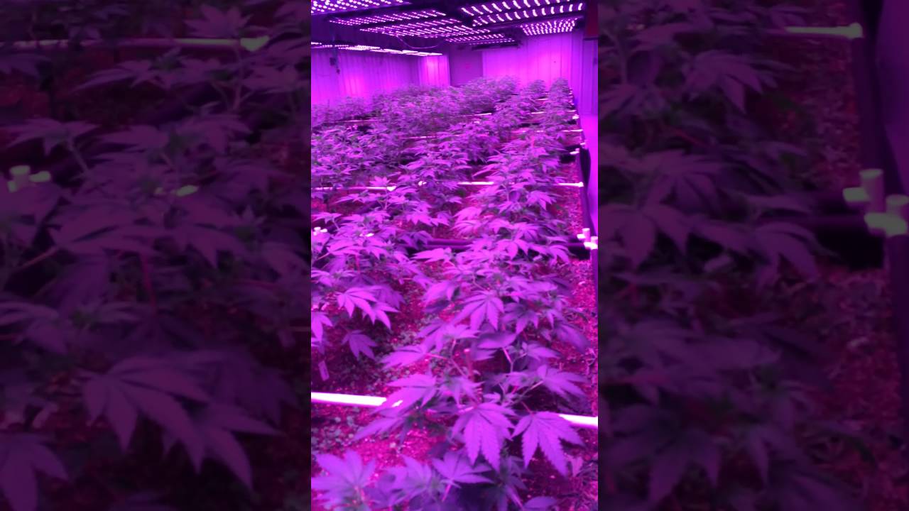 A tour of Green Life Productions Cannabis grow