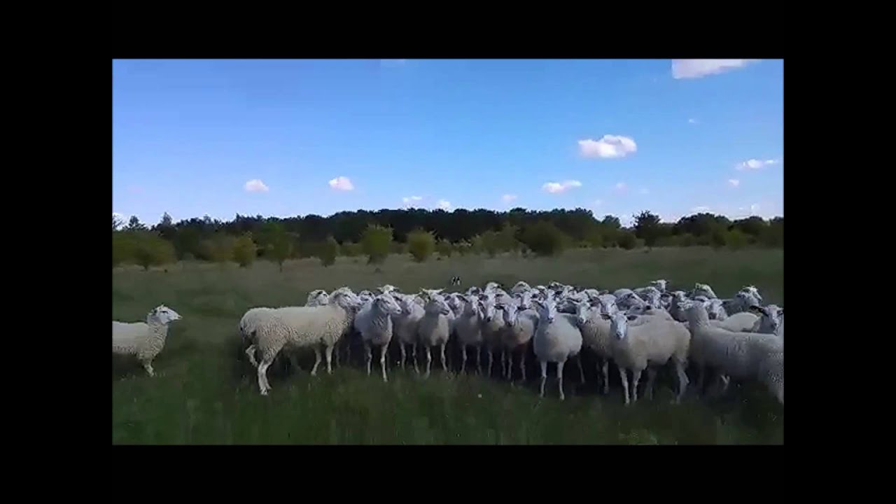 Les gammes des agnelles