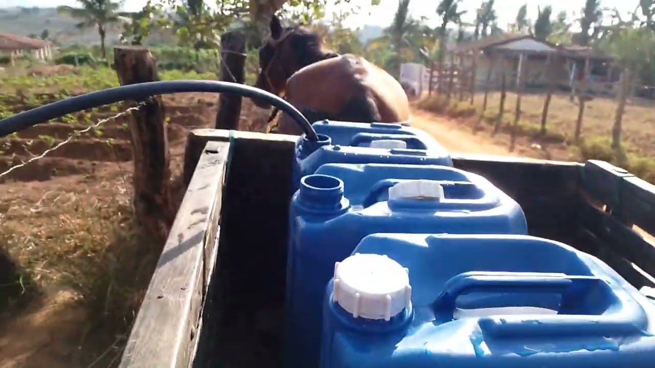 ZE FOI BUSCAR ÁGUA PARA BEBER / MOSTRAR O CRIATÓRIO DE PEIXE 